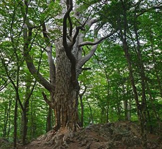 На ЮБК благоустроят маршрут к самой крупной сосне Крыма