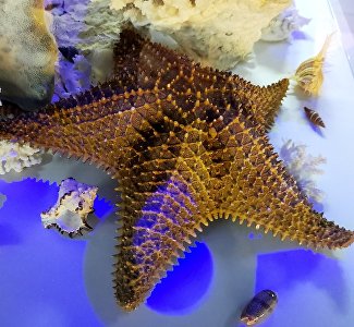 Уникальная коллекция морских звёзд и ежей: пополнение в палеомузее Ливадии