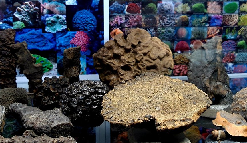 Экспонаты палеонтологического музея в Ливадии