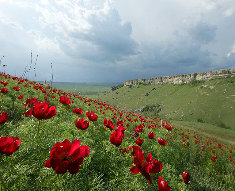 Пионы на Белой скале