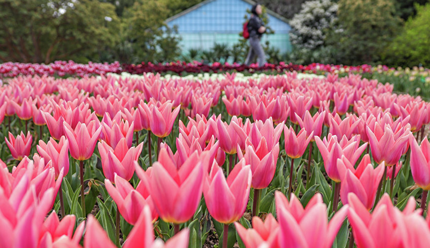 4 апреля в Никитском ботаническом саду торжественно открылся 16-й парад тюльпанов.