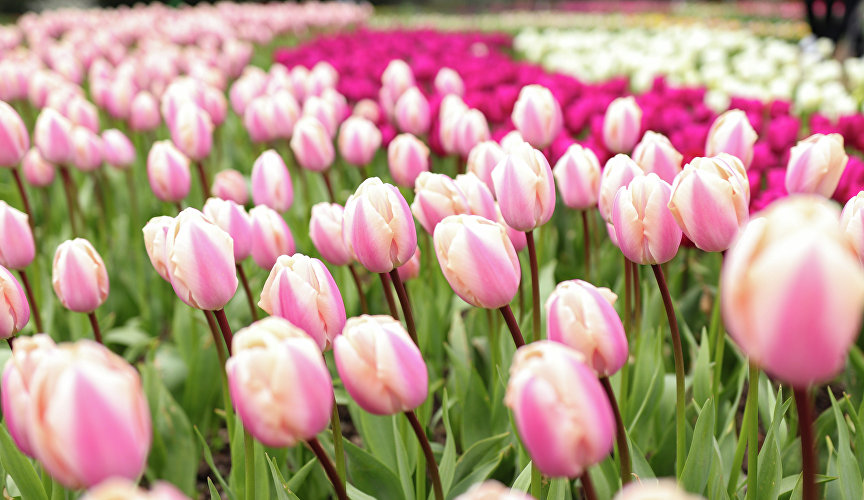 Всего же в цвету уже более половины всех высаженных тюльпанов.