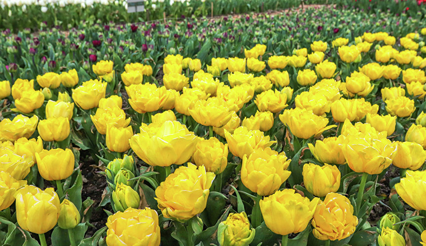 В этом сезоне на экспозиционном поле распустятся на 50 тыс. тюльпанов больше, чем прошлой весной.