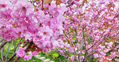 Фестиваль цветения сакуры