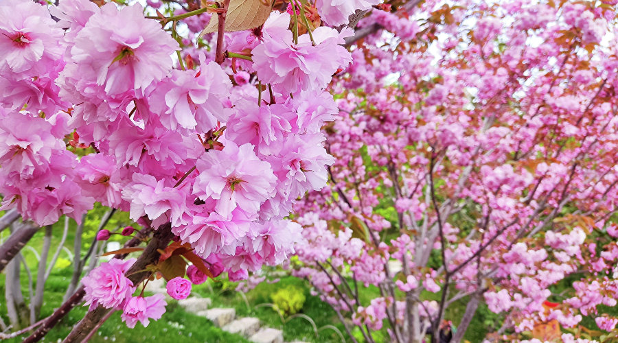 Фестиваль цветения сакуры