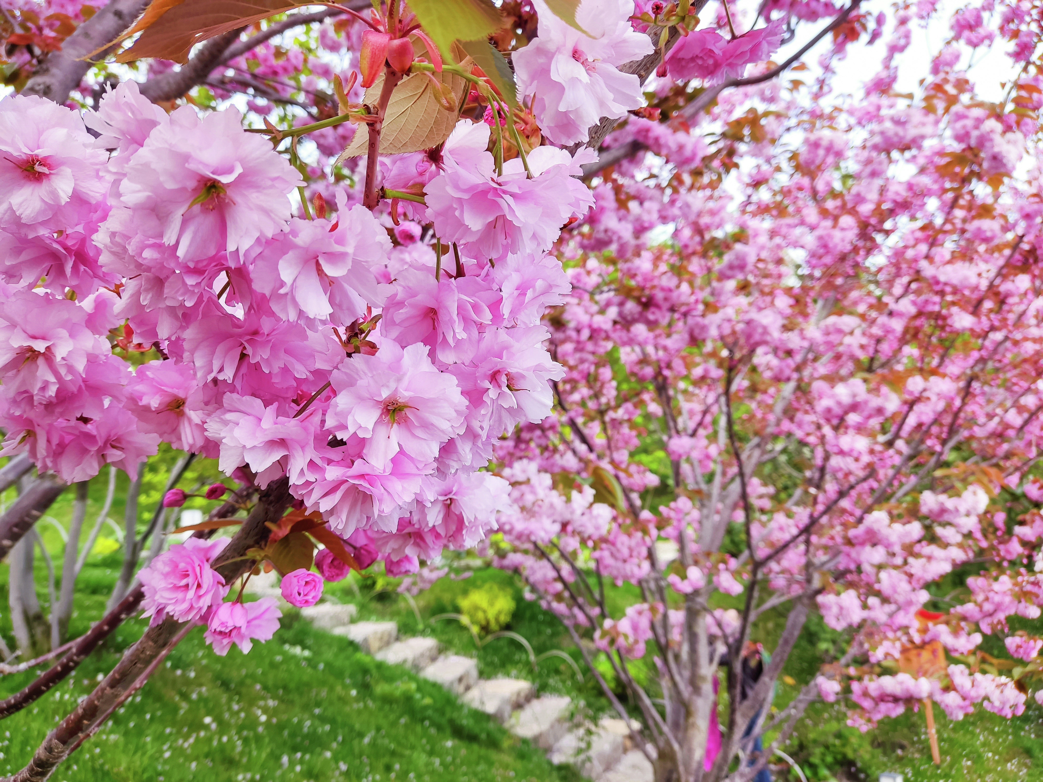 Фестиваль цветения сакуры