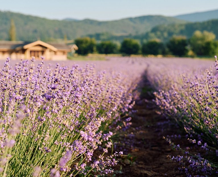  Ферма Viva Lavanda