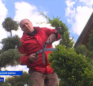 Виртуозы с секаторами: как садовники Крыма преображают растения