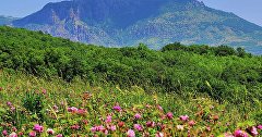 Поля эфиромасличной розы в Алуштинском регионе