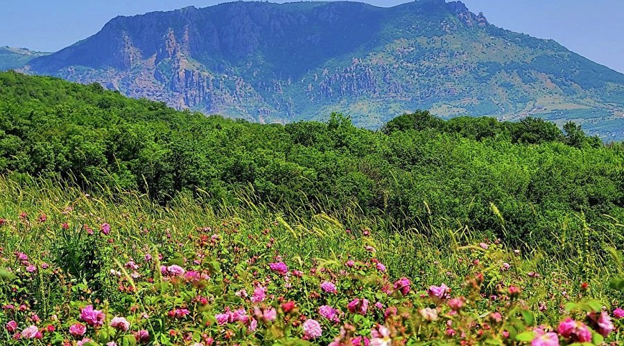 Поля эфиромасличной розы в Алуштинском регионе