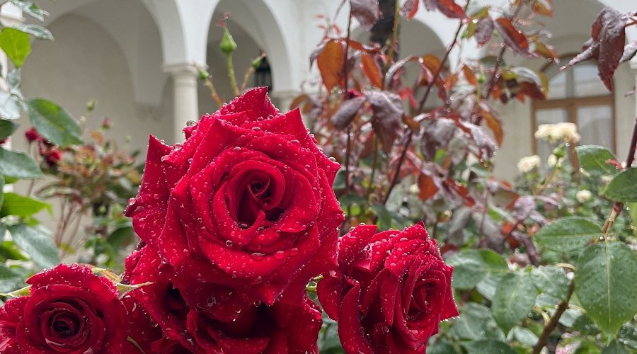 Розы в Ливадийском дворце