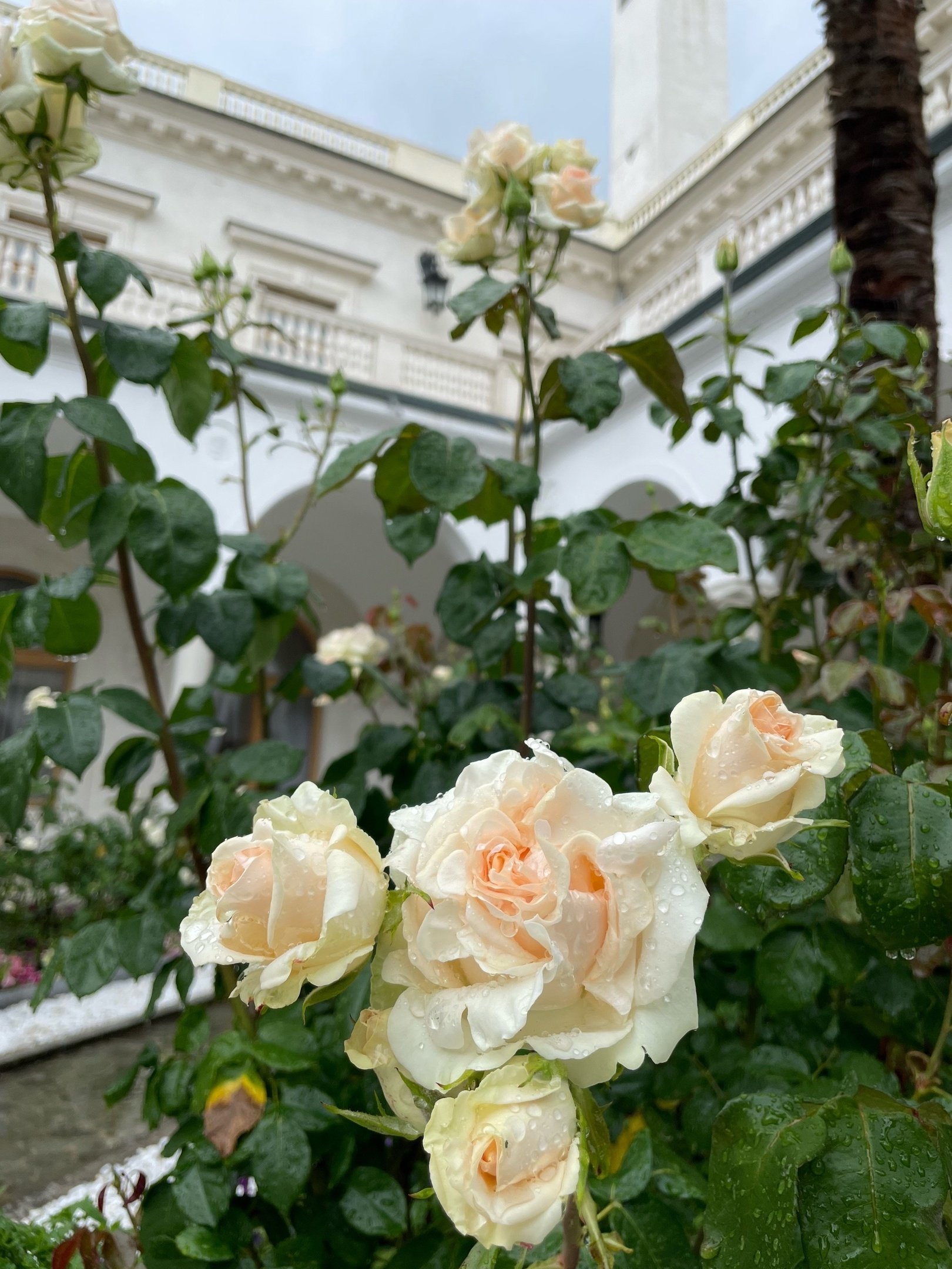 Розы на территории Ливадийского дворца