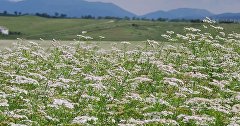 Поле цветущего кориандра в Крыму