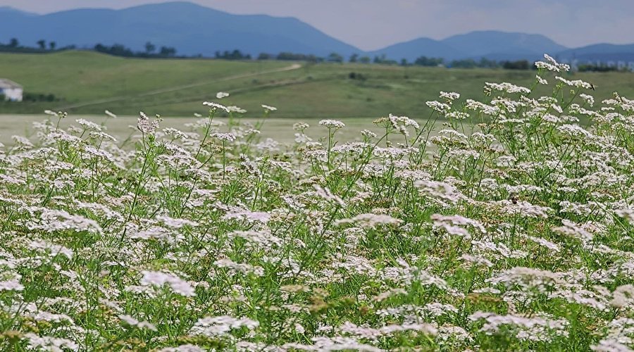 Поле цветущего кориандра в Крыму