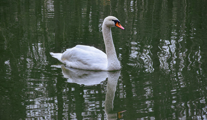 Лебедь на Черепашьем озере