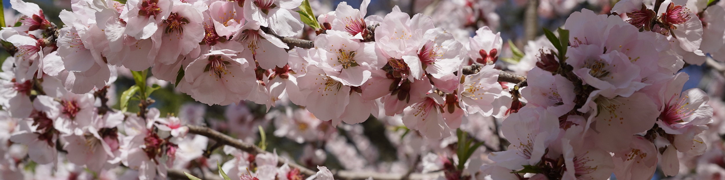8 Марта в Крыму: концерты, мастер-классы, вечеринки в ресторанах
