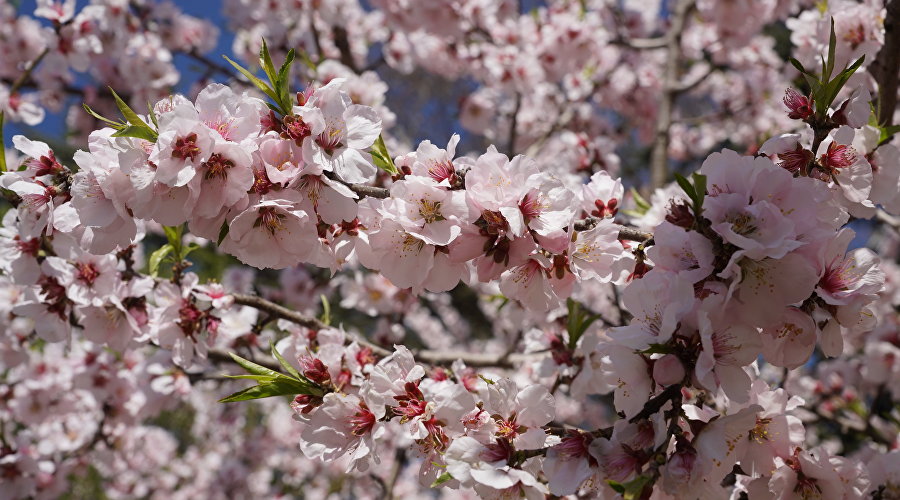 Персиковое дерево Персиковое дерево