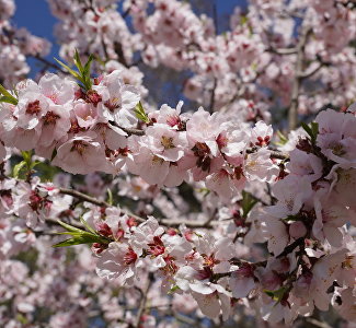 8 Марта в Крыму: концерты, мастер-классы, вечеринки в ресторанах