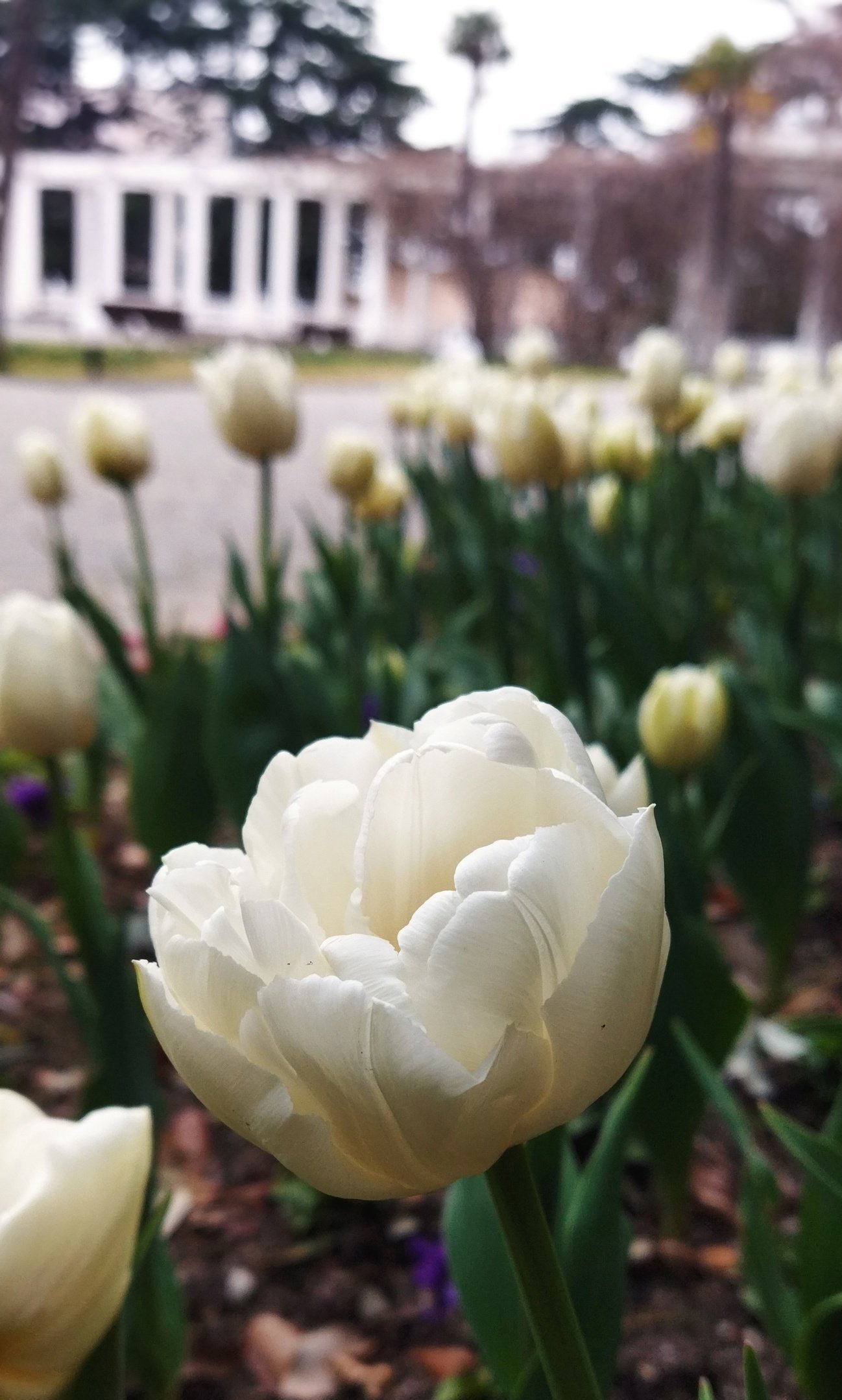 Белый махровый сорт тюльпана Northcap