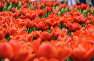 Парад тюльпанов в Никитском ботсаду