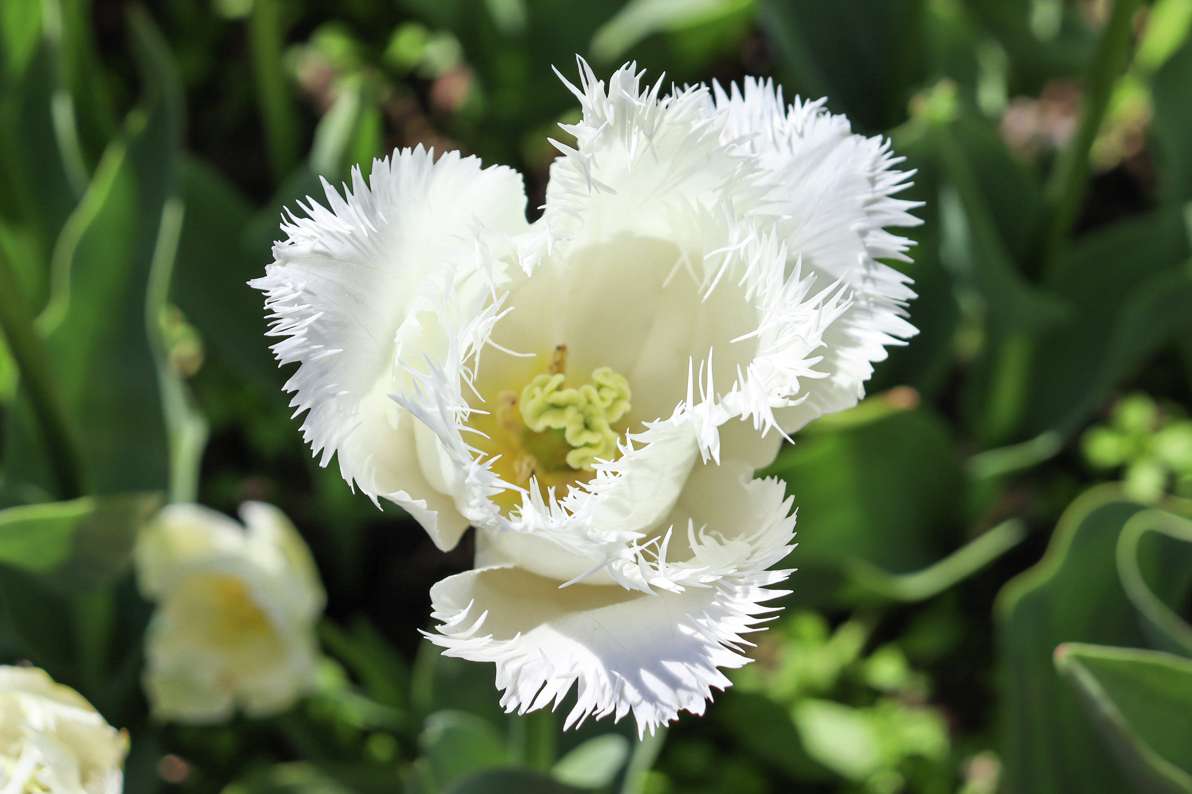 Парад тюльпанов в Никитском ботсаду