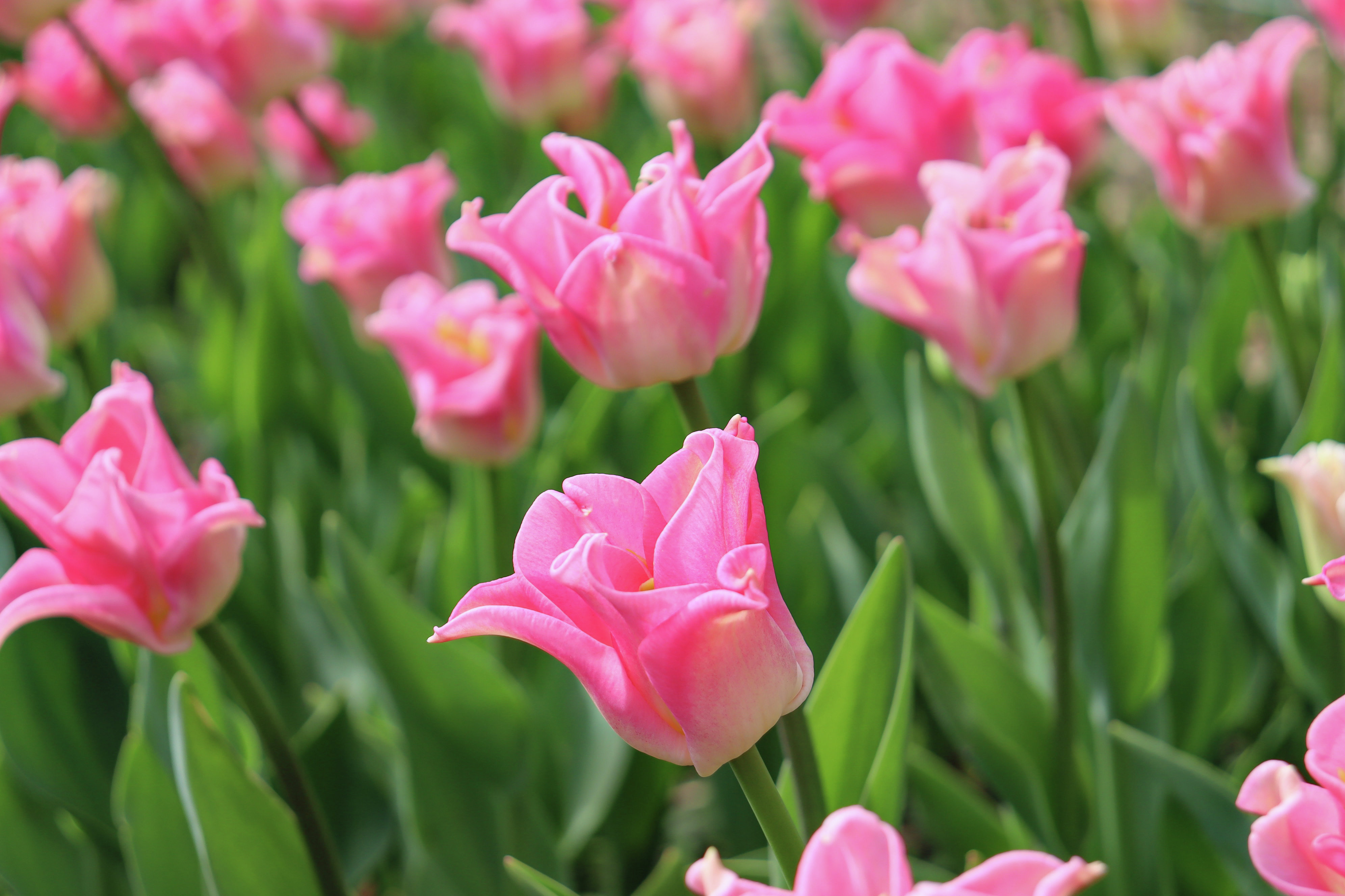 Сорт тюльпана Crown of Dynasty