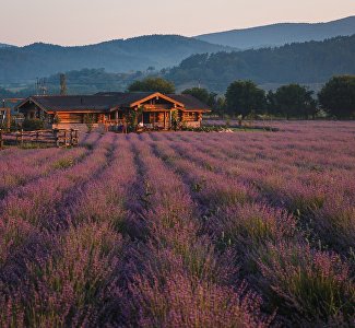 Ферма Viva Lavanda в Бахчисарайском районе зовёт на вечернюю аромадегустацию и чаепитие