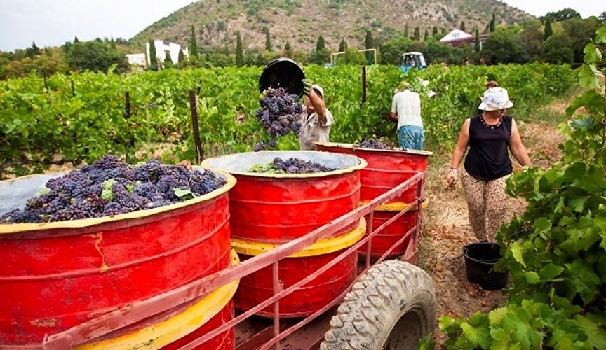 Работа: Виноградарь в Республике Крым — 35 вакансий | mybiztoday.ru