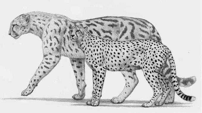 Вымерший гепард Acinonyx pardinensis (слева) в сравнении с современным гепардом Acinonyx jubatus