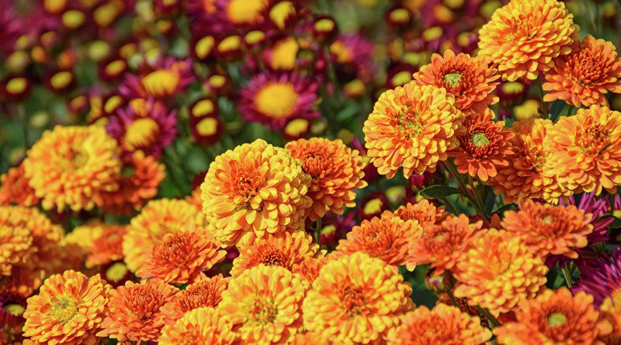 Бал хризантем в Никитском ботаническом саду