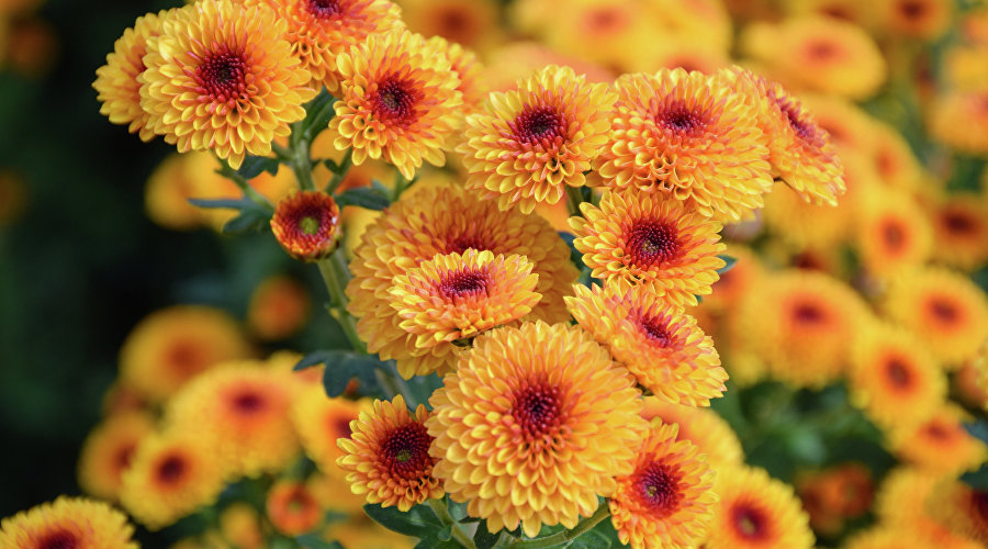 Бал хризантем в Никитском ботаническом саду Бал хризантем в Никитском ботаническом саду