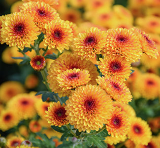 72-й бал хризантем в Никитском ботаническом саду, 23 октября – 30 ноября