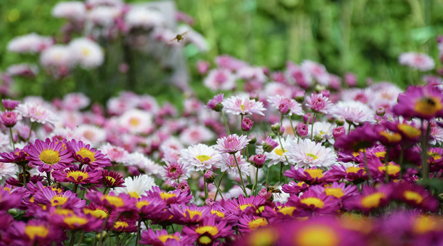 Бал хризантем в Никитском ботаническом саду Бал хризантем в Никитском ботаническом саду