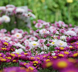 Афиша Крыма в выходные: прощаемся с осенью и хризантемами, гостим у гномов и учимся танцевать