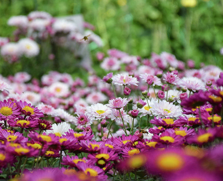 Бал хризантем в Никитском ботаническом саду