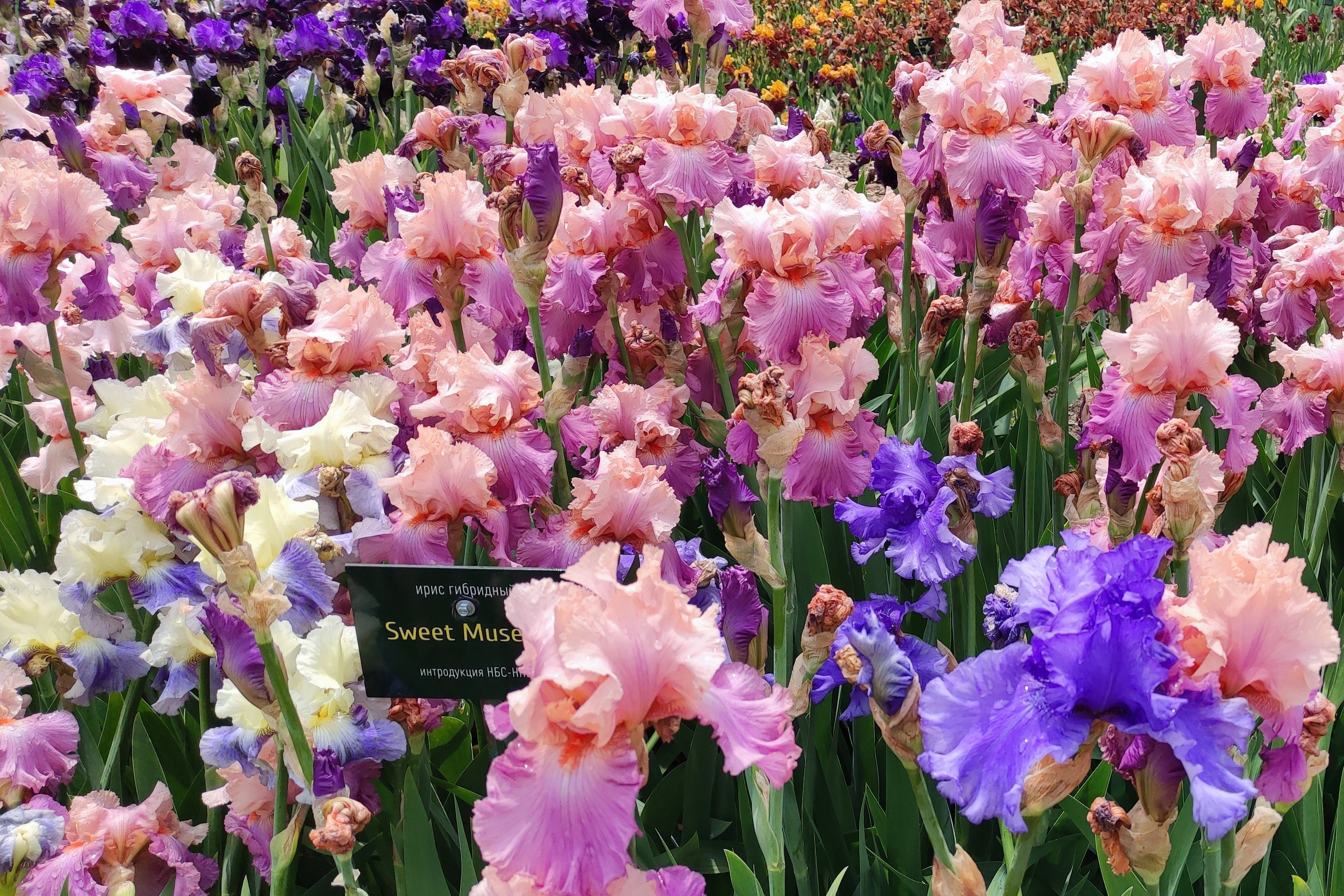 Ирисы