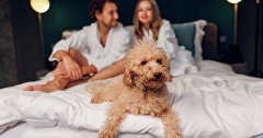 Pet-friendly Крым: где и как отдохнуть с животными