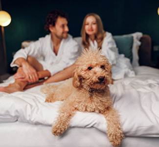 Pet-friendly Крым: где и как отдохнуть с животными