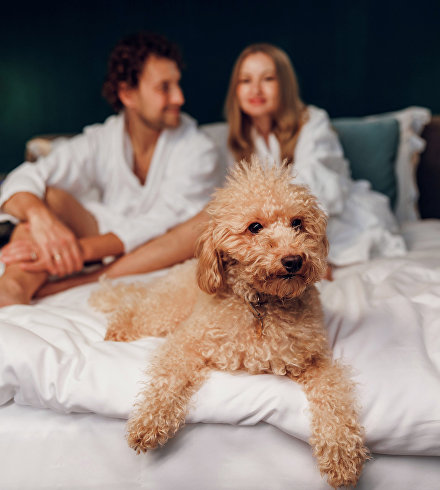Pet-friendly Крым: где и как отдохнуть с животными
