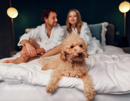 Pet-friendly Крым: где и как отдохнуть с животными