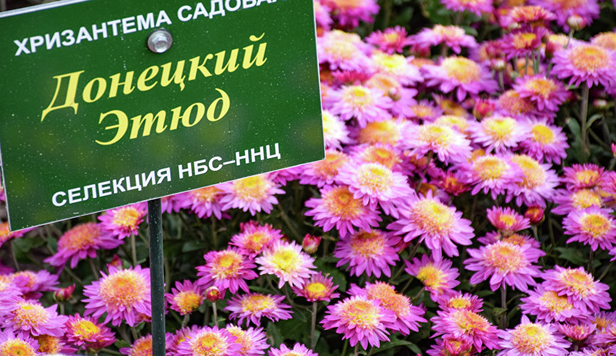 Бал хризантем в Никитском ботаническом саду Бал хризантем в Никитском ботаническом саду