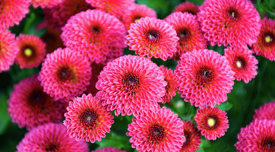 Бал хризантем в Никитском ботаническом саду Бал хризантем в Никитском ботаническом саду