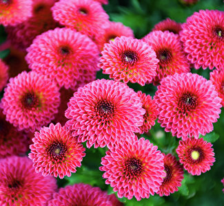 Бал царицы осени: в Никитском ботаническом саду «закружились» в танго тысячи хризантем