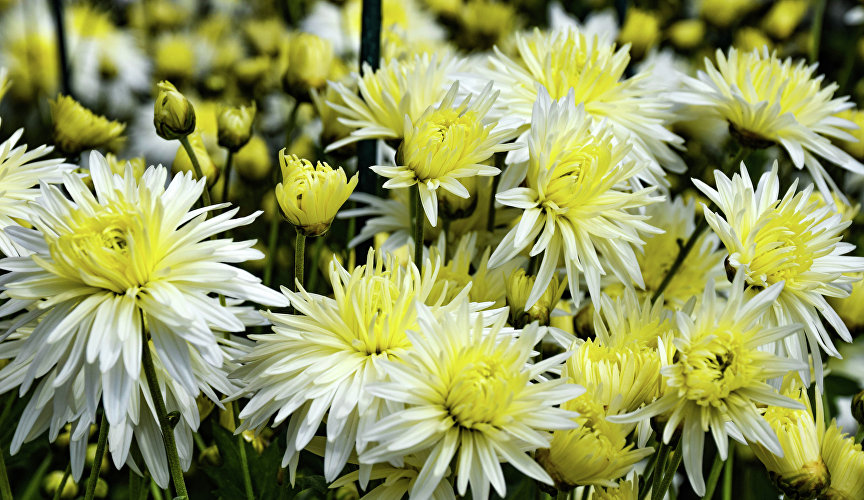 Бал хризантем в Никитском ботаническом саду Бал хризантем в Никитском ботаническом саду