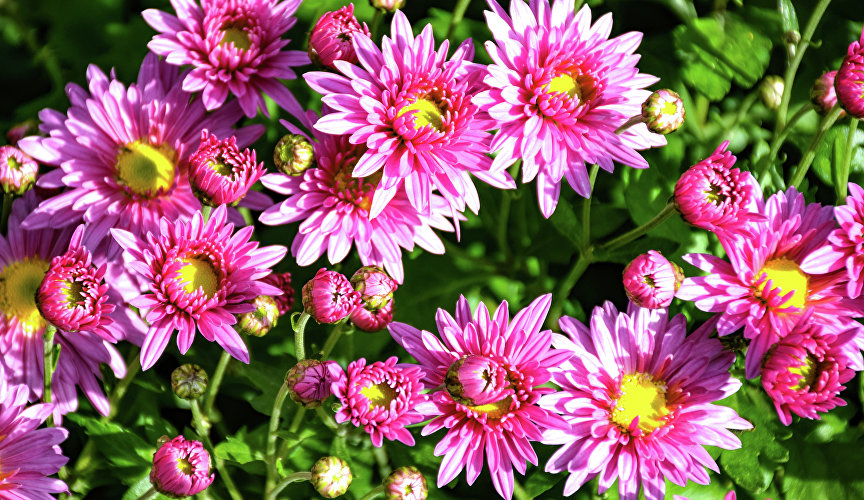 Бал хризантем в Никитском ботаническом саду Бал хризантем в Никитском ботаническом саду