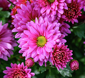 Пенсионеры и ветераны труда смогут посетить бал хризантем в Никитском ботсаду бесплатно