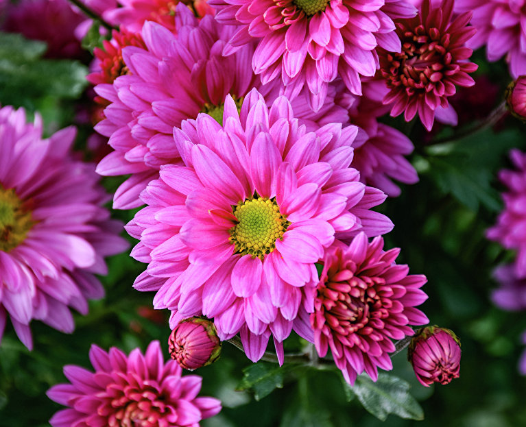 Бал хризантем в Никитском ботаническом саду