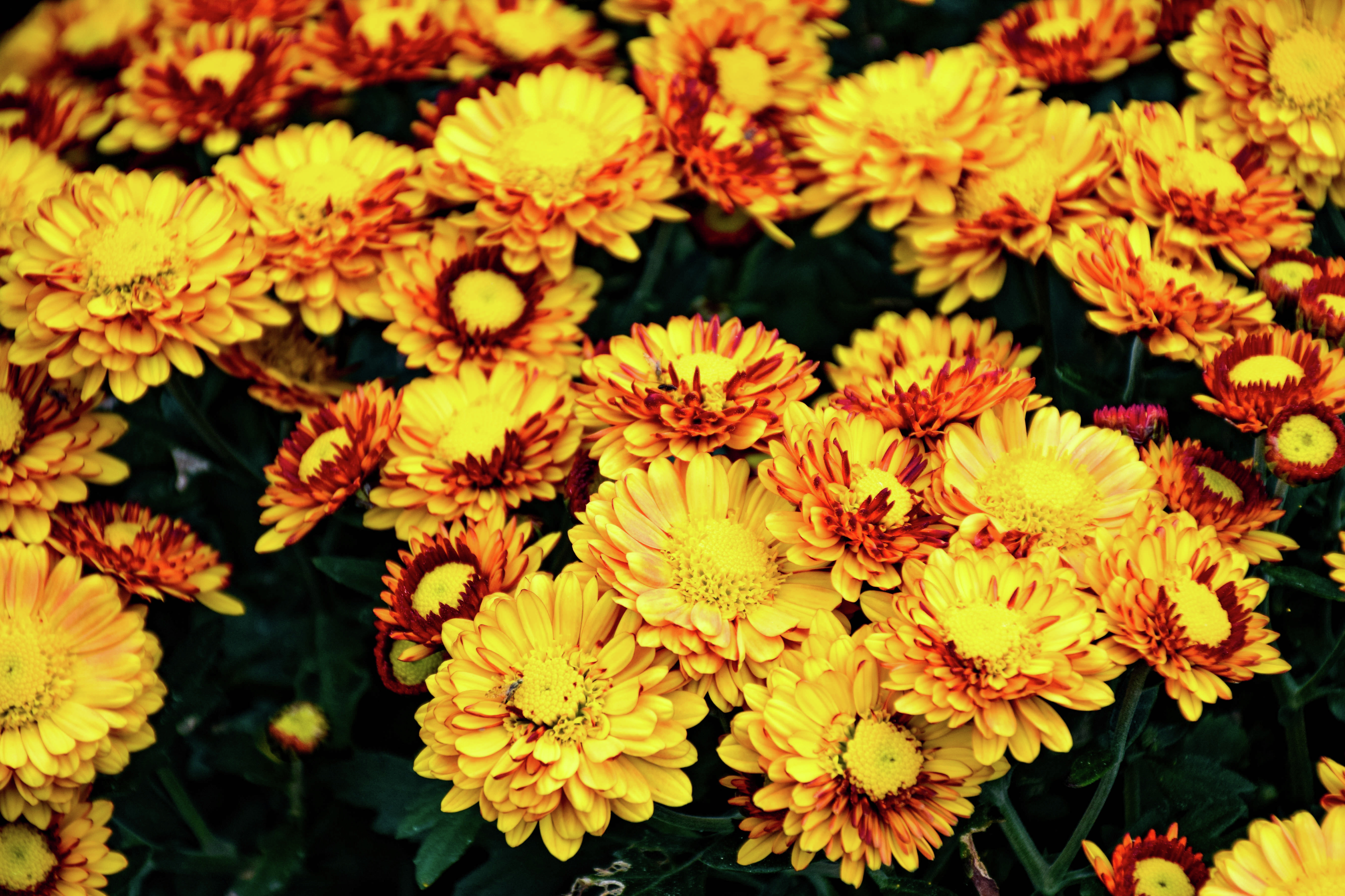 Бал хризантем в Никитском ботаническом саду Бал хризантем в Никитском ботаническом саду