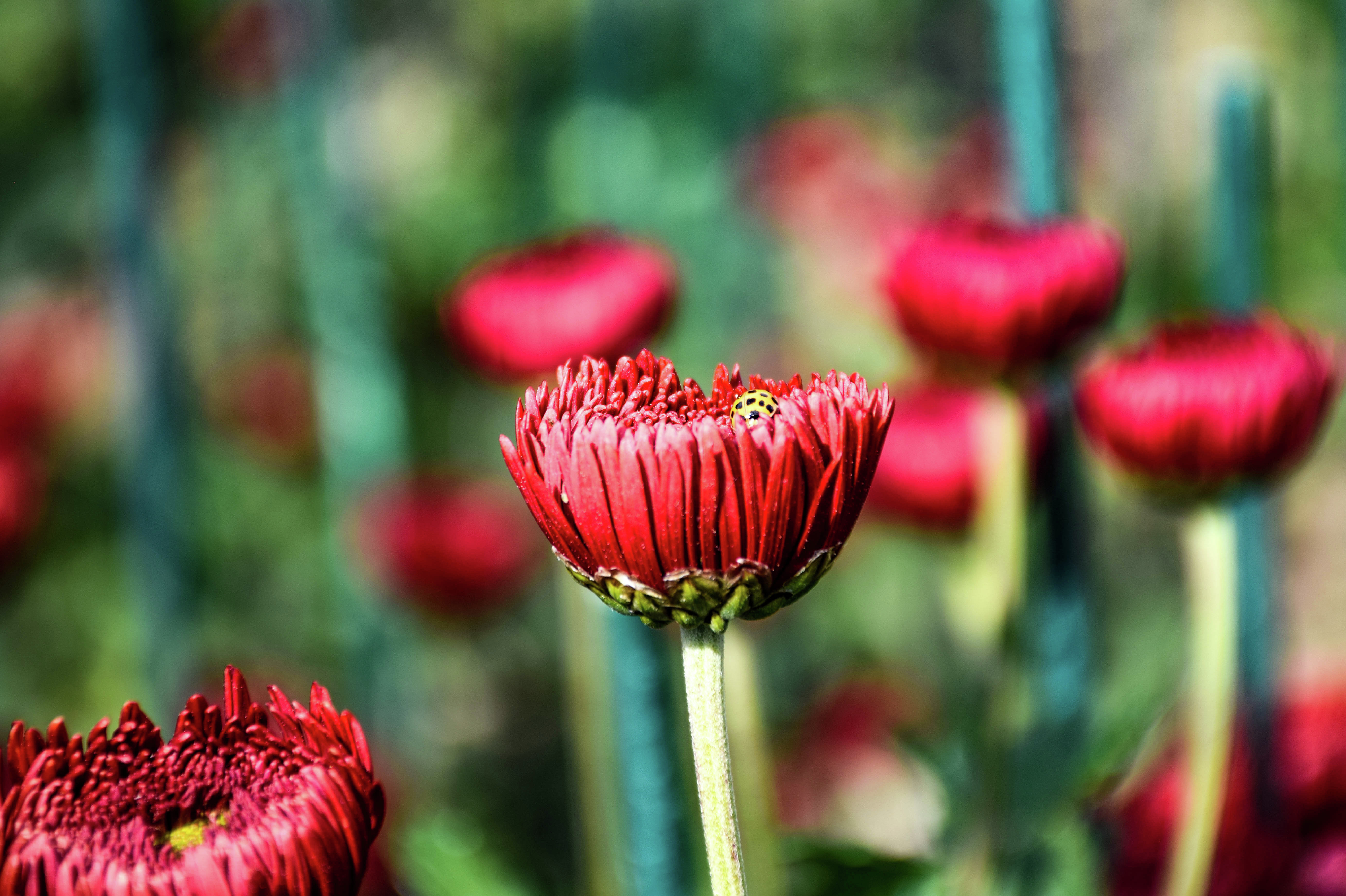 Бал хризантем в Никитском ботаническом саду Бал хризантем в Никитском ботаническом саду