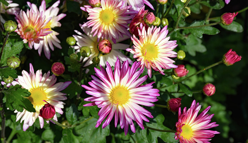 Бал хризантем в Никитском ботаническом саду Бал хризантем в Никитском ботаническом саду